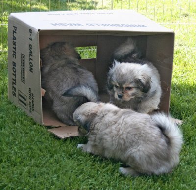 Pups in Box