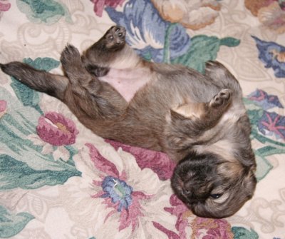 Molly 3 weeks