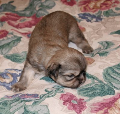 Dexter 3 weeks