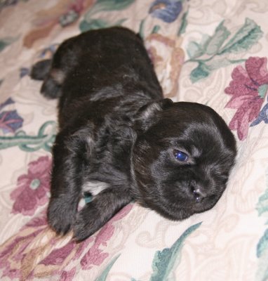 Ike 3 weeks