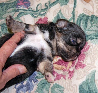 Charlie 3 weeks