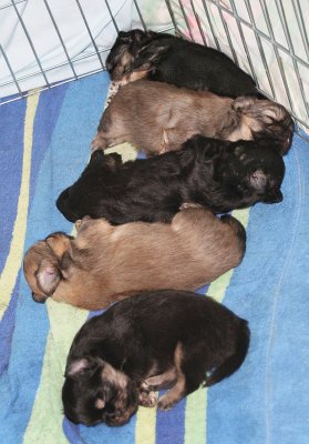 Pups in a Row 4 weeks