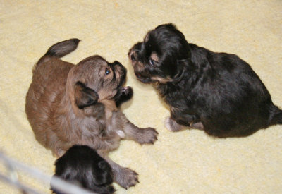 Molly and Charlie 4 weeks