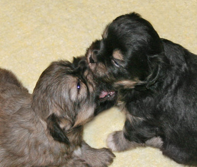 Molly and Charlie 4 weeks