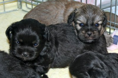 Ike and Molly 4 weeks