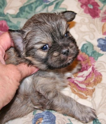 Molly 4 weeks