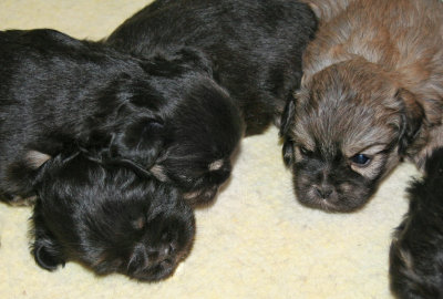 Ike, Charlie, Molly 4 wks