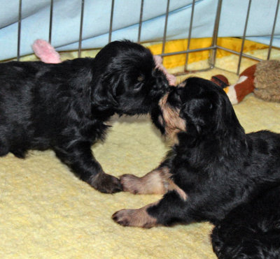 IKe and Serendipity Hold Hands and Smooch!