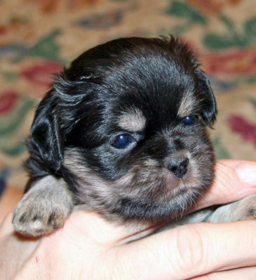Serendipity 4 weeks