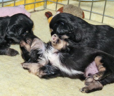 Charlie Under Attack by Ike and Serendipity