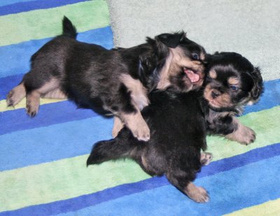 Charlie and Serendipity 5 weeks