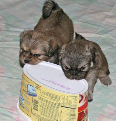 Dexter and Molly 5 weeks
