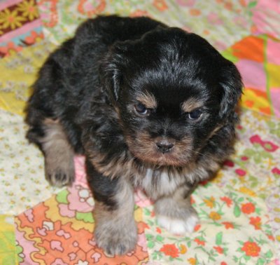 Charlie 5 weeks