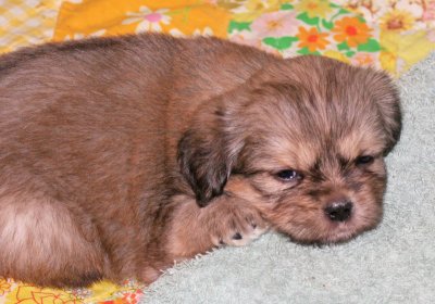 Dexter 5 weeks