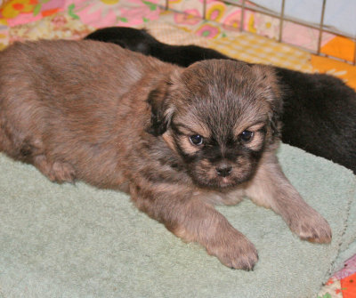 Molly 5 weeks