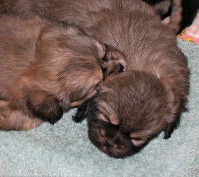 Dex and Molly 5 weeks