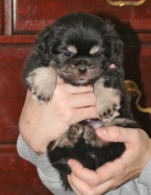 Serendipity Front 5 weeks