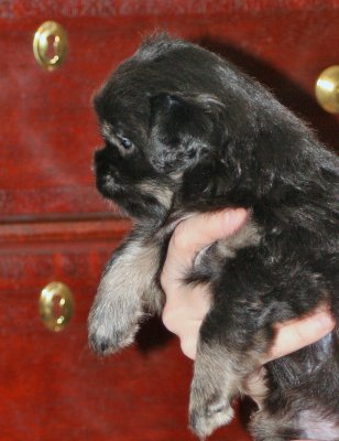Ike Side 5 weeks