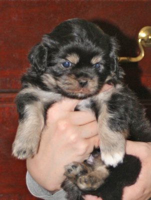 Charlie Front 5 weeks
