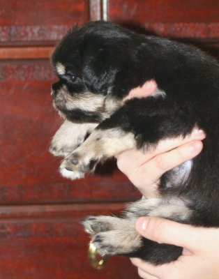 Serendipity Side 5 weeks