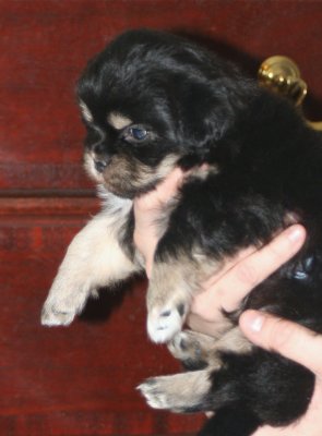 Charlie Side 5 weeks