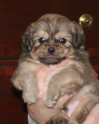 Dexter Front 5 weeks