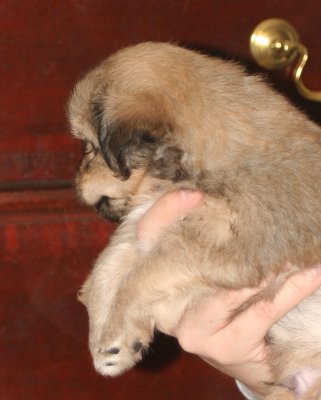 Dexter Side 5 weeks