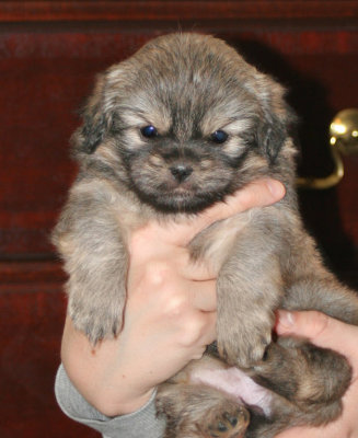 Molly Front 5 weeks