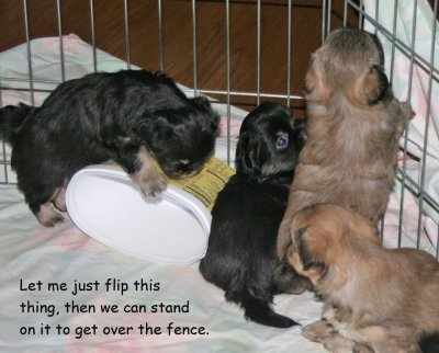 Escape Plan