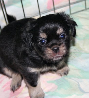Serendipity 5 weeks