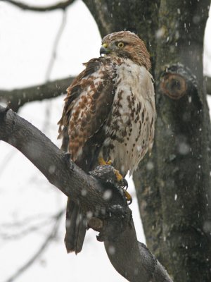 Hawk on Snowy Day