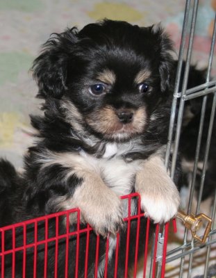 Charlie 6 weeks
