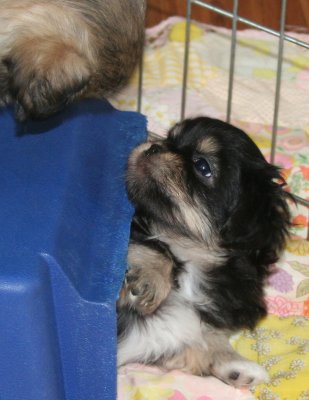 Charlie 6 weeks