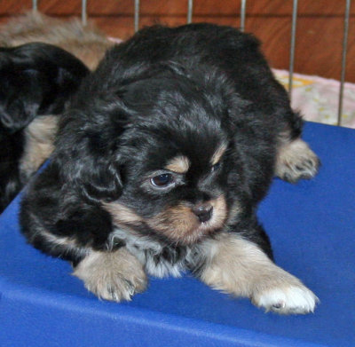 Charlie 6 weeks