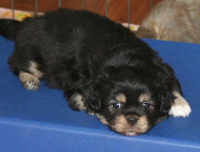 Charlie Takes a Break 6 weeks