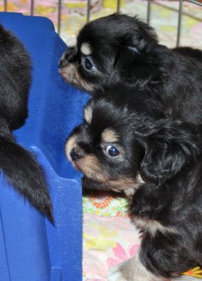 Charlie & Serendipity 6 weeks
