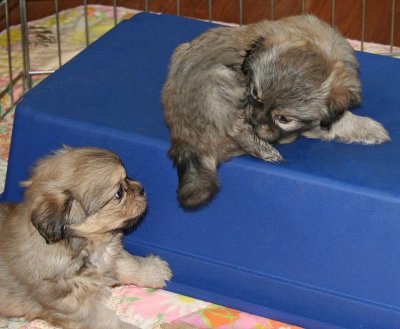 Dexter & Molly 6 weeks