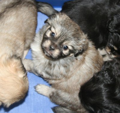 Molly in Basket 6 weeks