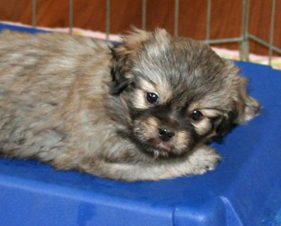 Molly 6 weeks