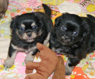 Serendipity & Ike 6 weeks