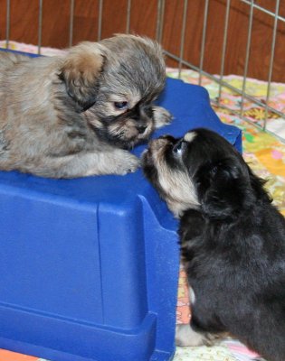 Molly & Serendipity 6 weeks