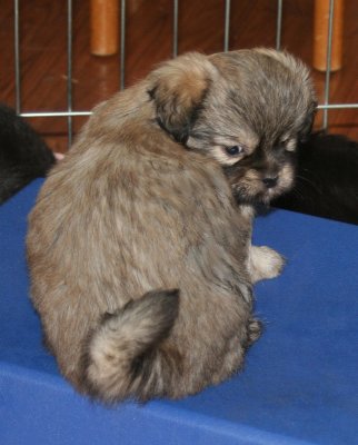 Molly 6 weeks