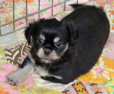 Serendipity 6 weeks