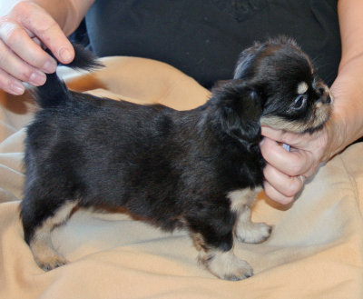 Serendipity 6 weeks