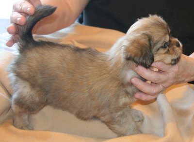 Dexter 6 weeks