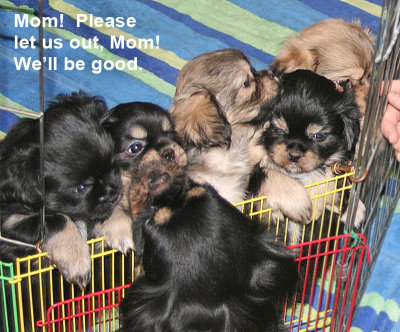 5 Pups at 6 weeks