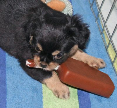 Serendipity 6 weeks