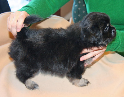 Ike 6 weeks