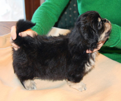 Charlie 6 weeks