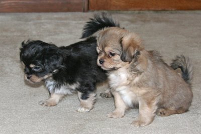 Charlie & Dexter 7 weeks